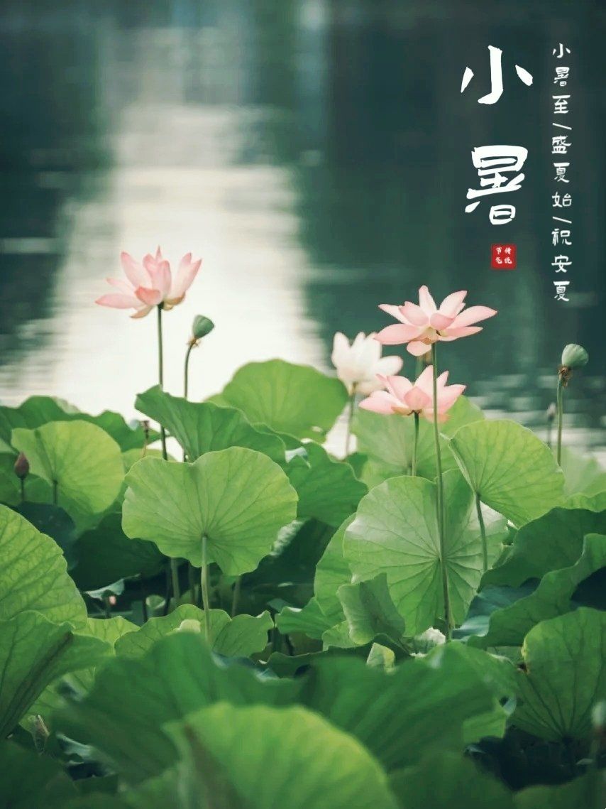 节令之美丨小暑至，觅清凉