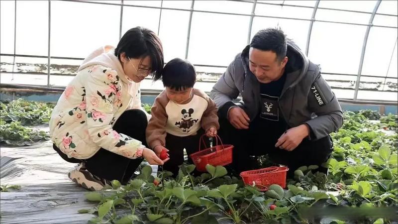 北京大兴瀛海镇“瀛”麦相承小麦丰收开镰 奏响农文旅融合新乐章