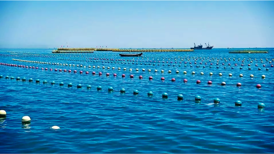 金融“鱼群”游进蓝色牧场:青岛海洋经济新养殖记