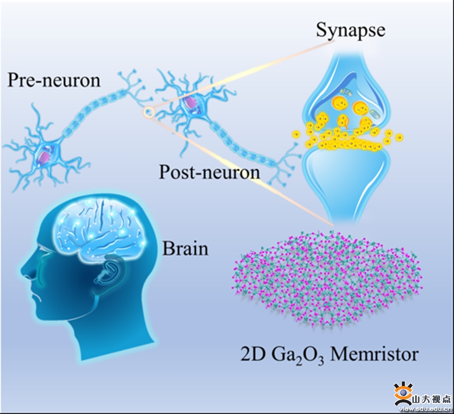 研究人员开发出“类脑”微型流体芯片