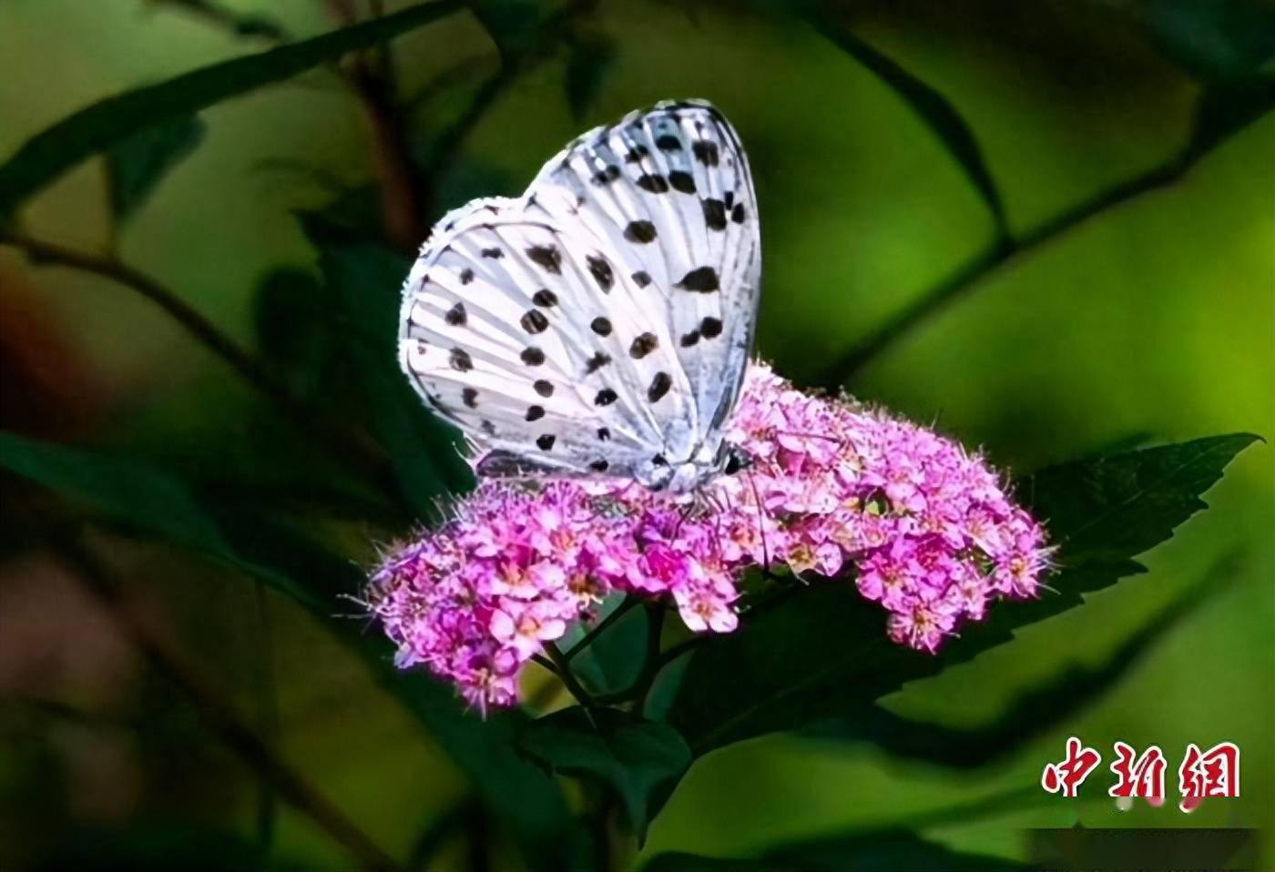 特写:芝山村“蝶变”
