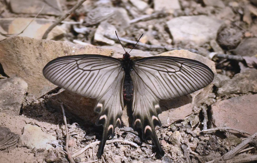 特写:芝山村“蝶变”