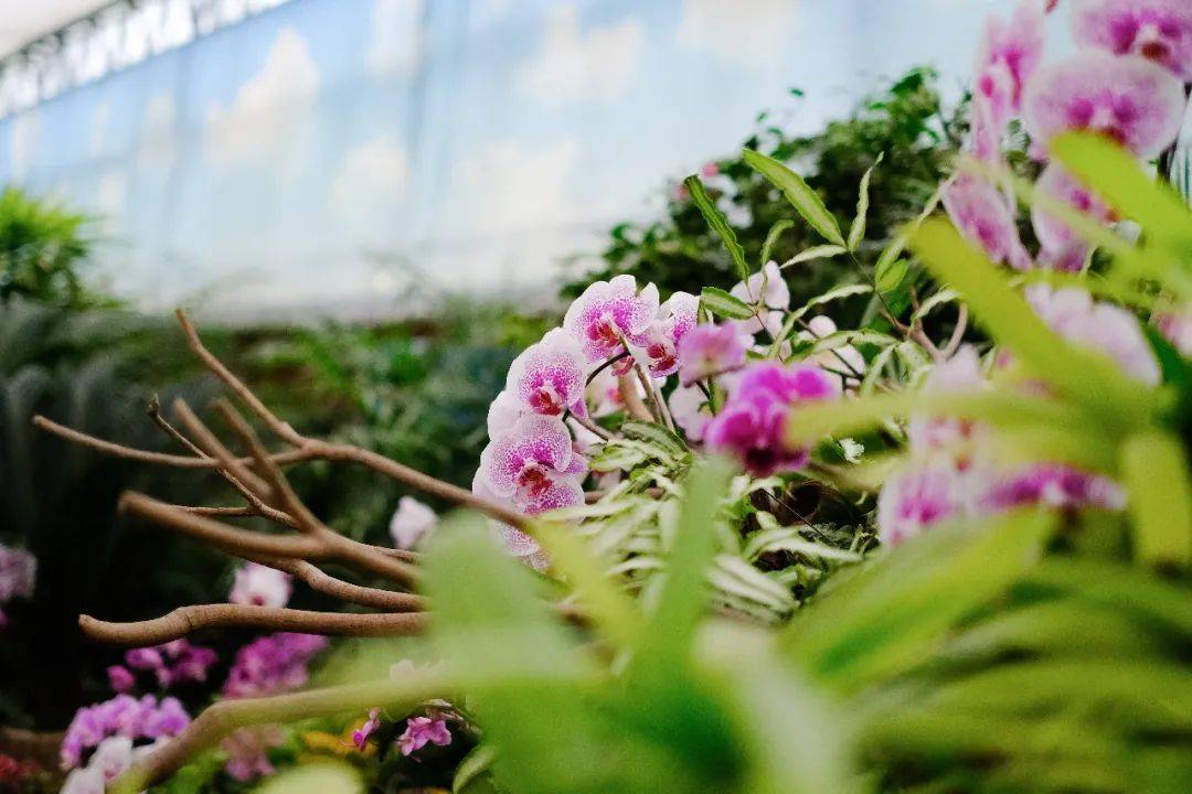 星耀科创板：从一块试验田到满园繁花