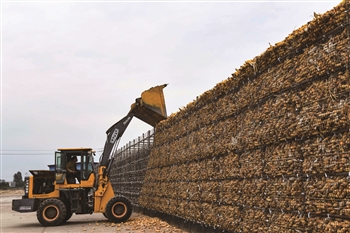 全国秋粮收购超1亿吨