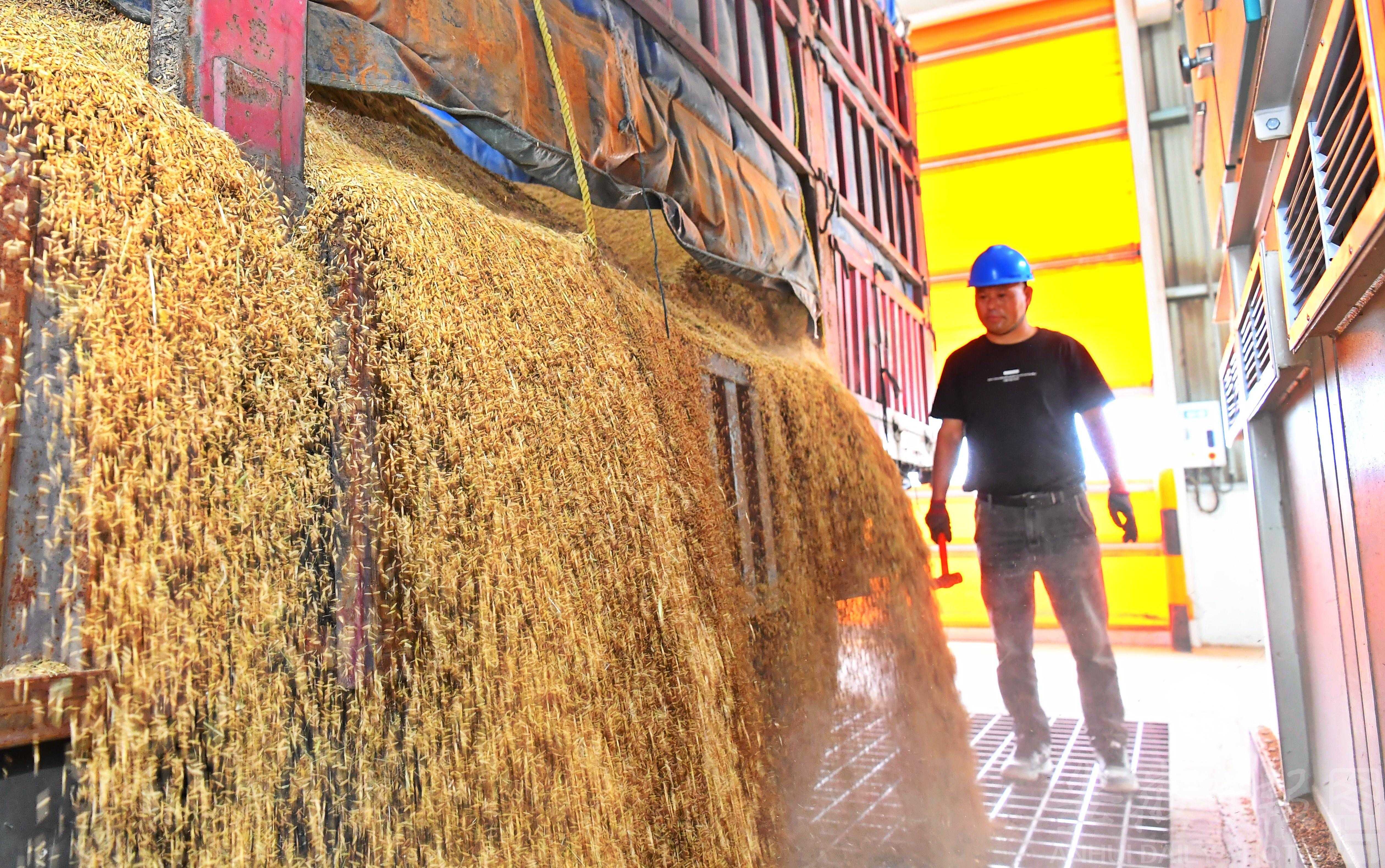 全国秋粮收购超1亿吨