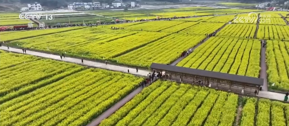 春日经济一线观察丨以花为媒 绘就春日消费新图景