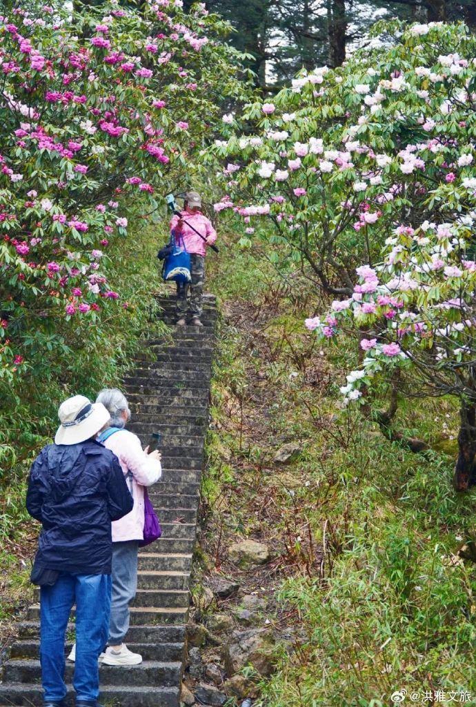 赏花正当时 宝天曼第二届杜鹃花文化旅游季盛大启幕