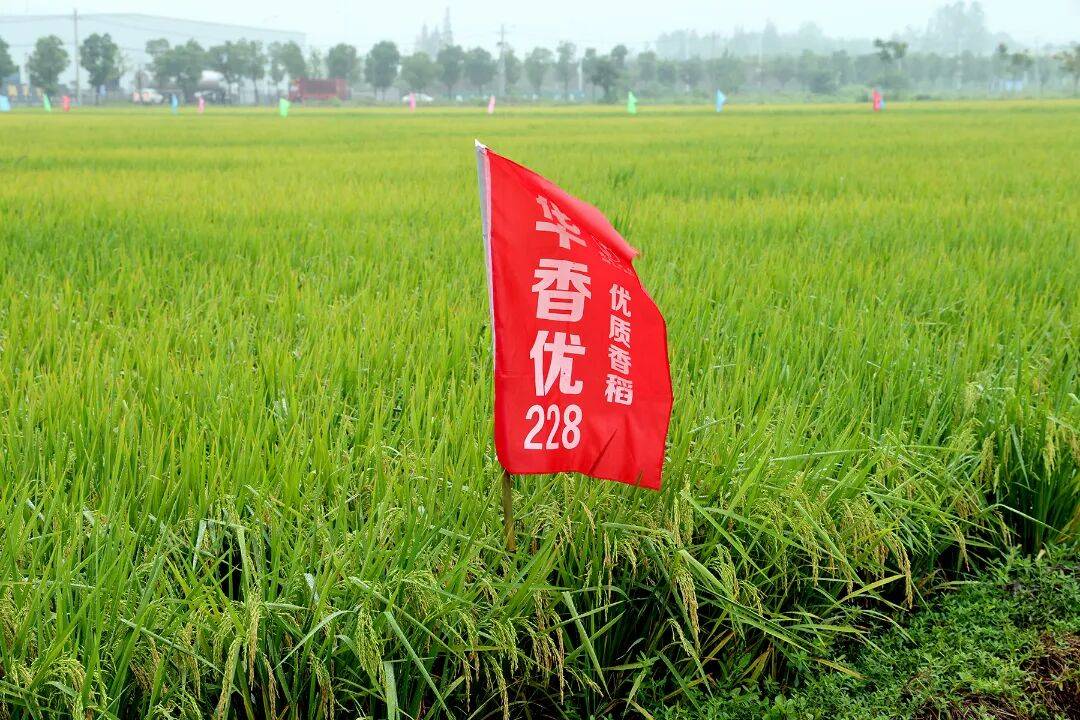新技术、新成果、新渠道——从种子“双交会”看我国种业新趋势