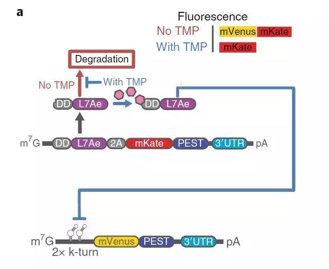 白云山：中成药滋肾育胎丸临床研究成果登上《Nature》子刊