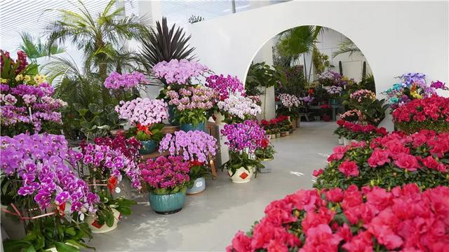 新春走基层·新华鲜报丨“Becoming Chinese”！在中国过春节